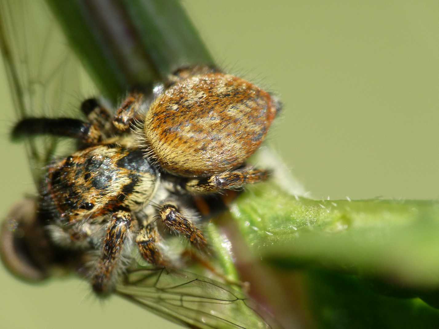 Carrhotus xanthogramma